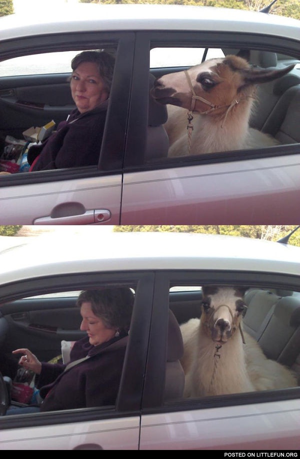 Lama in the car