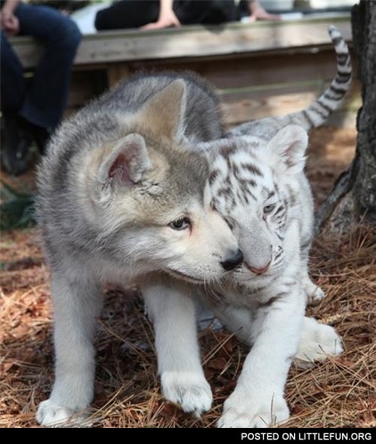 friends for life