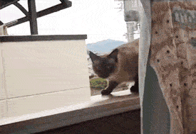 Cat base jumper