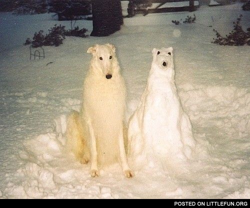 Snow doggy