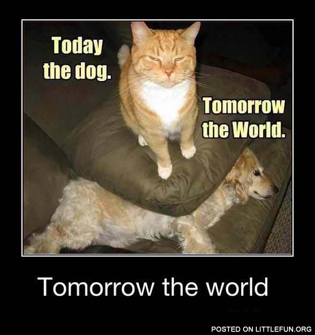 Tomorrow the World