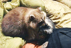Hugs of raccoon