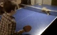 Ping Pong with the cat