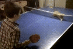 Ping Pong with the cat