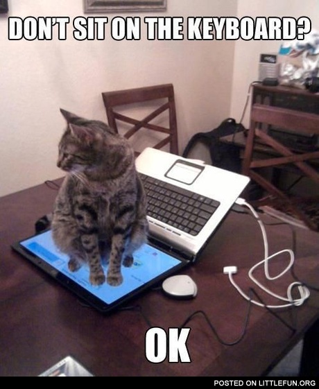 Cat and laptop. Don't sit on the keyboard? Ok.