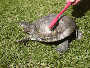The turtle and toothbrush
