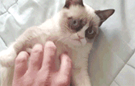 Grumpy cat: "Stop!". Gif.