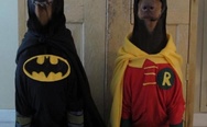 Dressed dogs, Batman and Robin