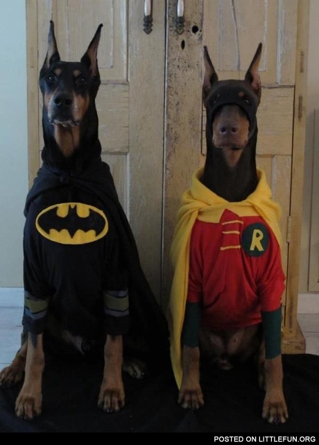 Dressed dogs, Batman and Robin