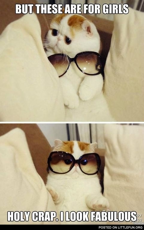 Fabulous cat in glasses