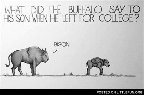 What did the buffalo say to his son when he left for college? Bison.