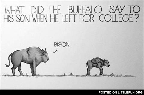 What did the buffalo say to his son when he left for college? Bison.