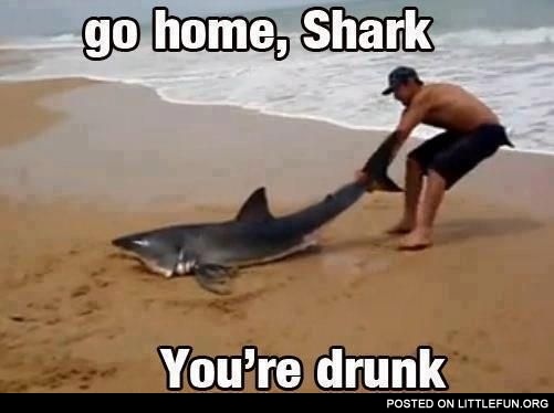 Go home, shark