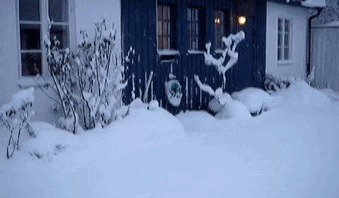 Dashing through the snow