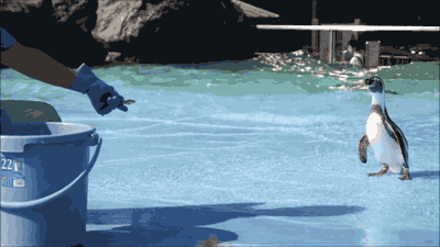The awkward penguin