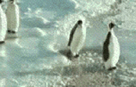 Trollpenguin