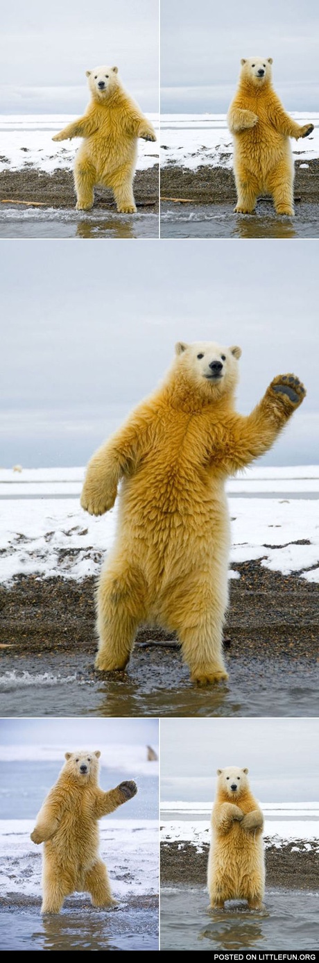Dancing bear