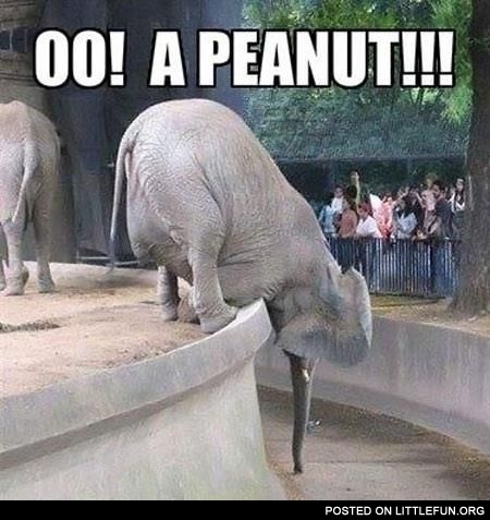 Oo! A peanut!!!