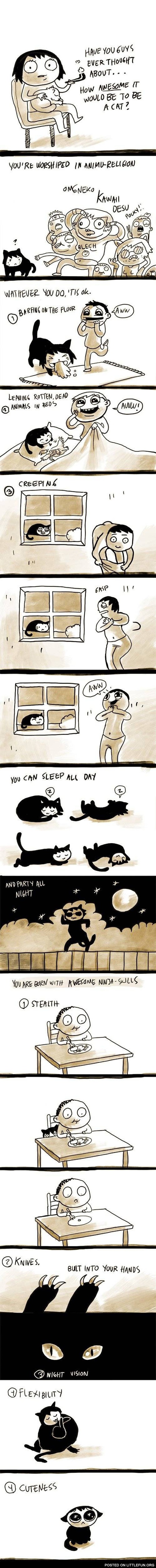 How awesome it would be to be a cat