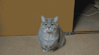 Yawning cat