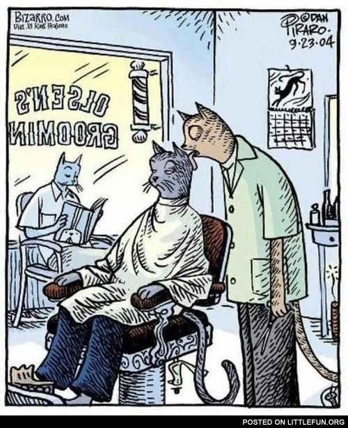 Cat's barber shop