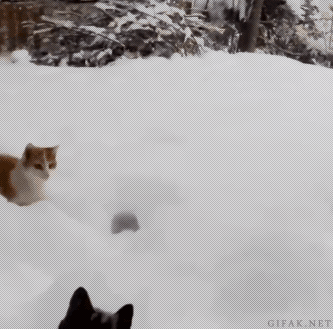 Cats in the snow