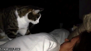 Wake up, human. I'm hungry.