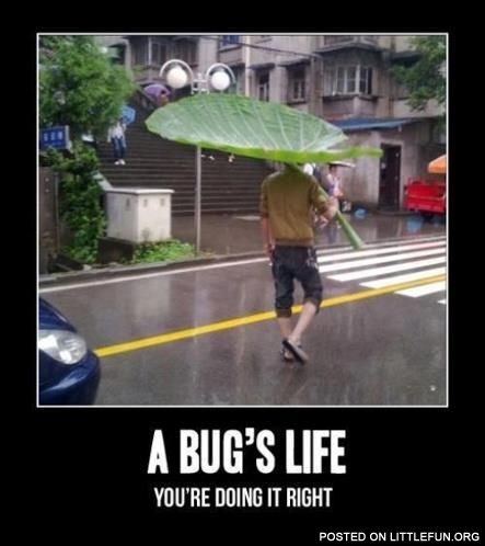 A bug's life