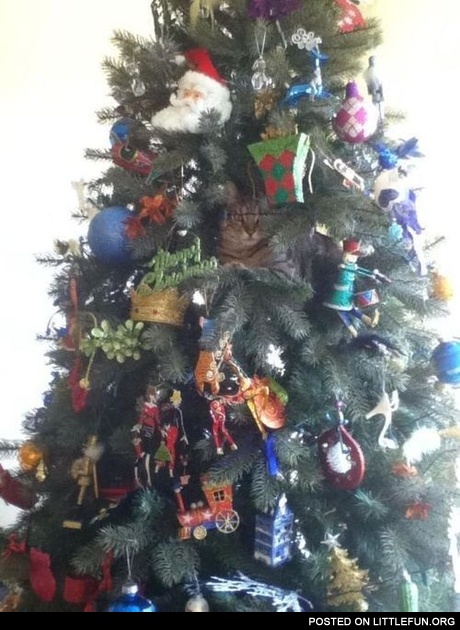 Find a cat