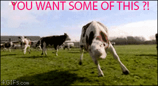 Crazy cow