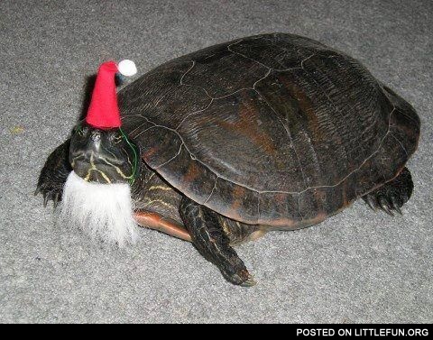 Christmas turtle