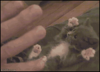 Lil kitten