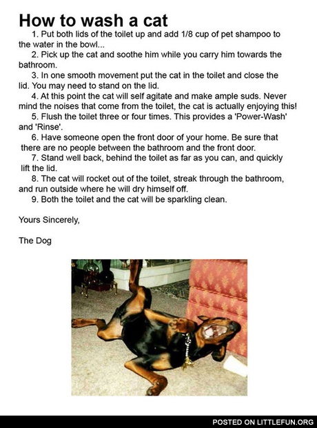 How to wash a cat