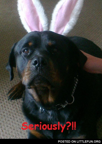 Bunny dog