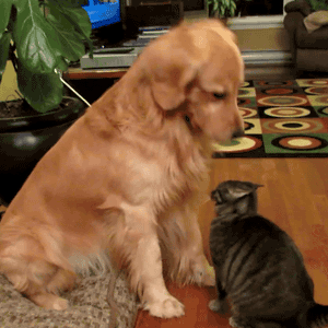 Good boy, Charlie