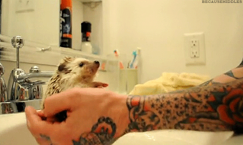 Cute hedgehog
