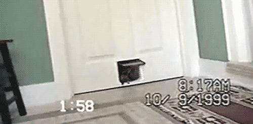 Unexpected guest