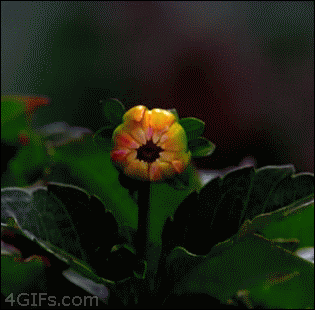 Captures: flower
