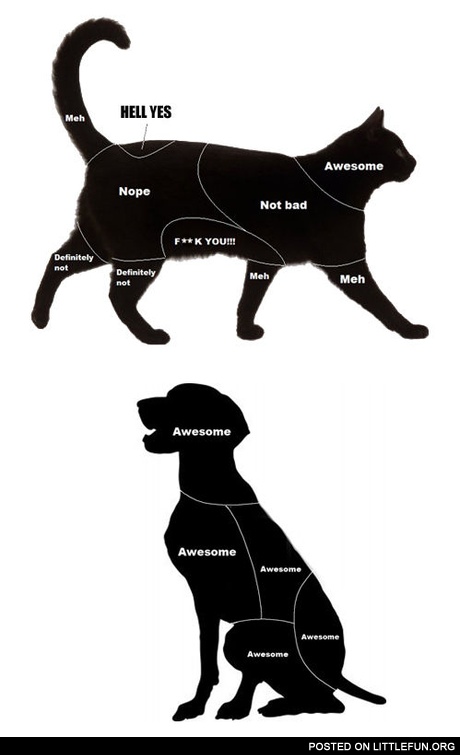 How to pat cat and dog