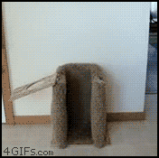 Smart dog: A place for dinner