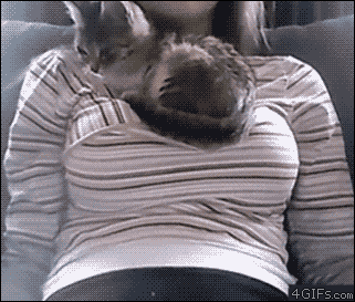 Cat knows the right place to sit