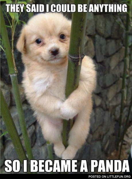 Panda Puppy