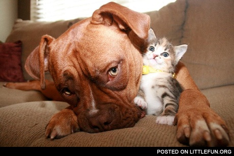 Dog and kitten