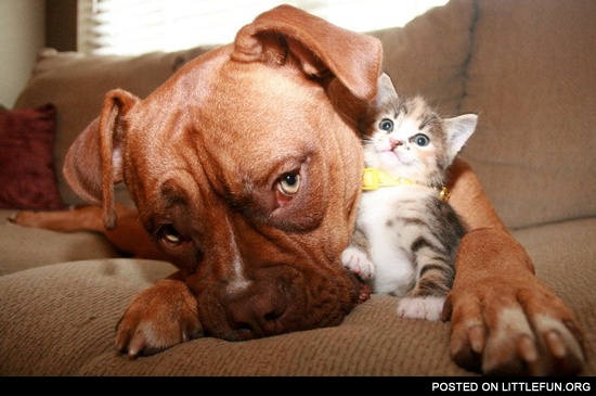 Dog and kitten
