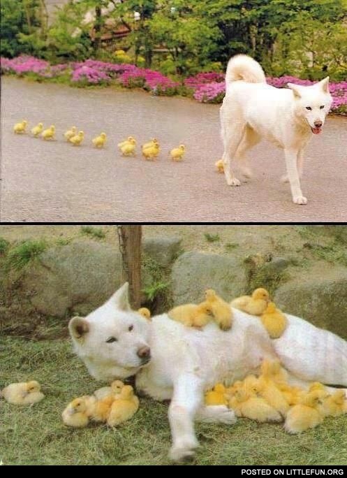 Dog adopts ducklings