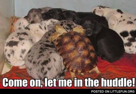 Let me in the huddle