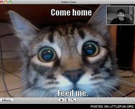Come home, feed me