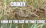 Size of the croc
