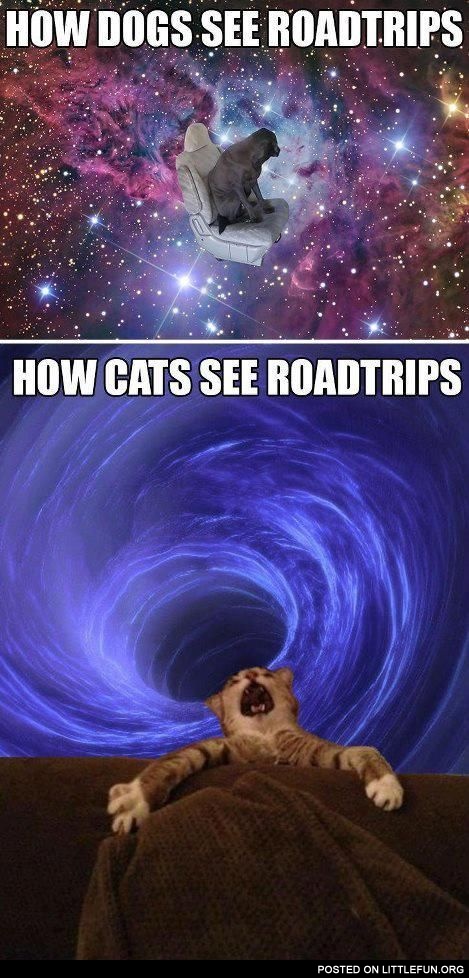 Pets and road trips