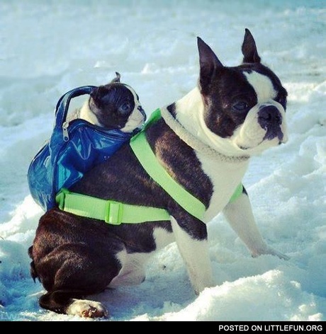 Puppy in a backpack